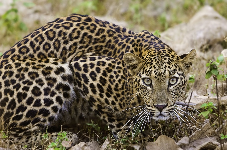 गांव में फैली दहशत…22 स्कूलों को किया गया बंद, जानें क्या है मामला