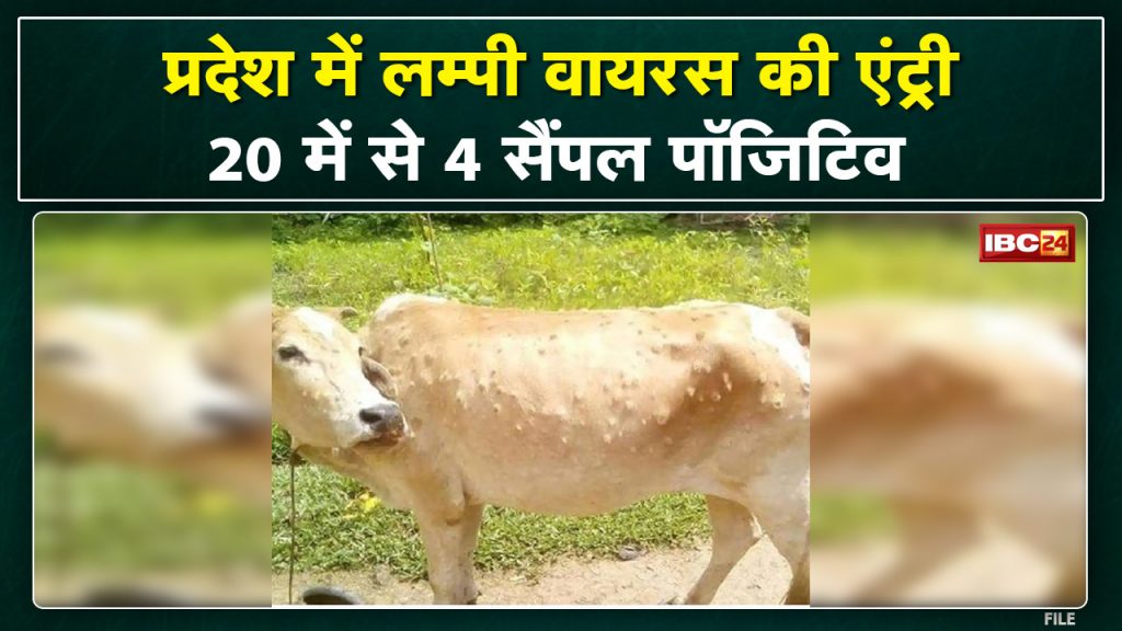Lumpy Virus Alert : Lumpy virus knock in Madhya Pradesh | So many cattle found positive in the sample
