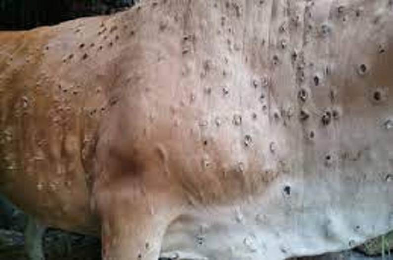 Lumpy Virus in Chhattisgarh