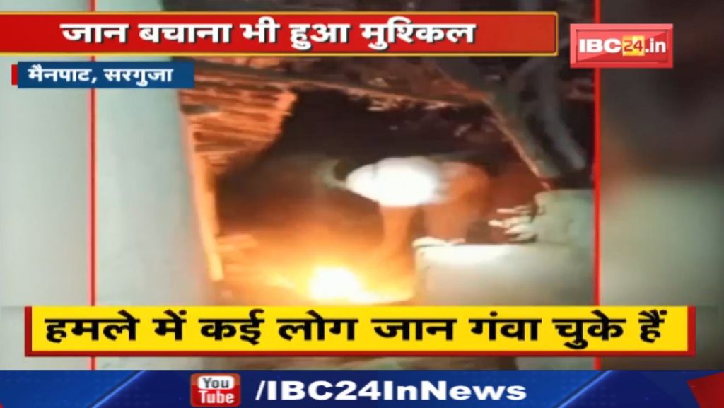 Mainpat Elephant Attack: People awake all night due to fear of elephant. Many people have lost their lives in the attack...