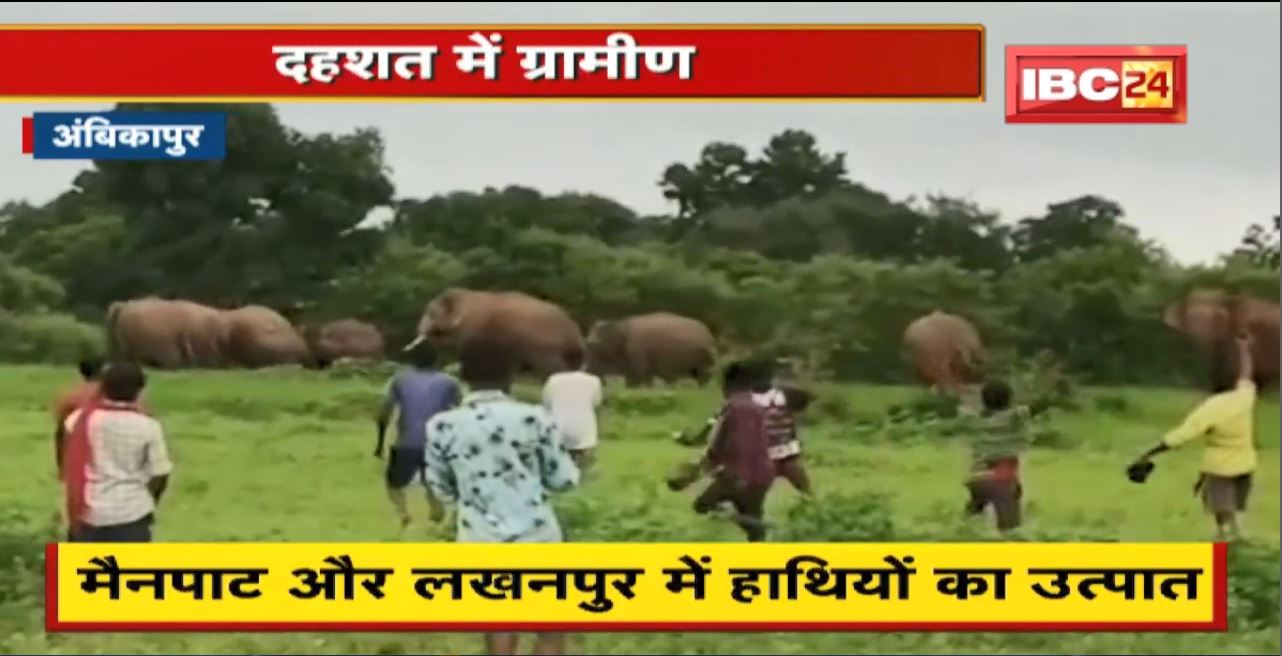 Mainpat और Lakhanpur में हाथियों का उत्पात | मकानों को पहुंचा रहे नुकसान, फसलों को किया तबाह