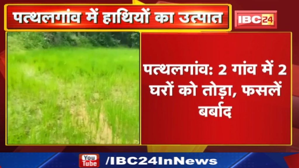 Pathalgaon Elephant Attack : Elephants trampled a cattle | 2 houses destroyed in 2 villages, crops ruined