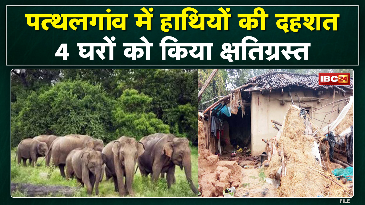 Pathalgaon Elephant News : 14 हाथियों के दल ने मचाई दहशत | 4 घरों को किया क्षतिग्रस्त