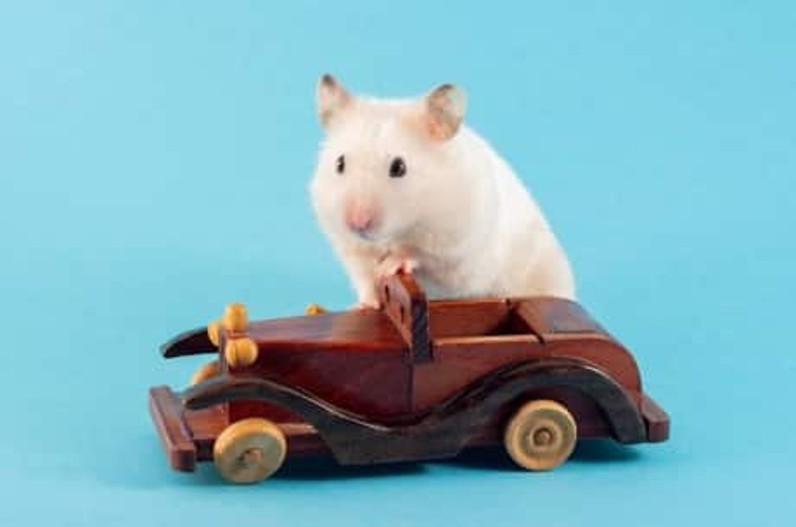 Rat Driving Car Skills