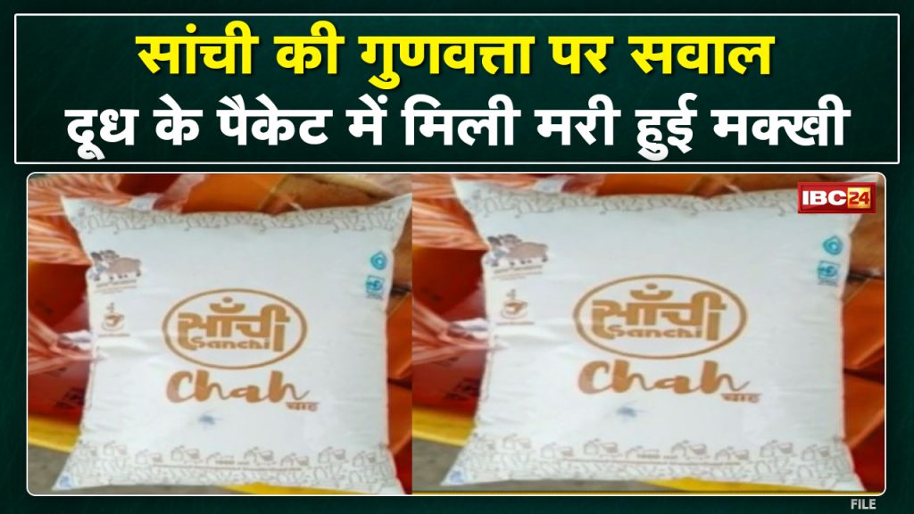 Dead fly found in the packet of Sanchi Dudh | Questions are being raised on the quality after the video surfaced