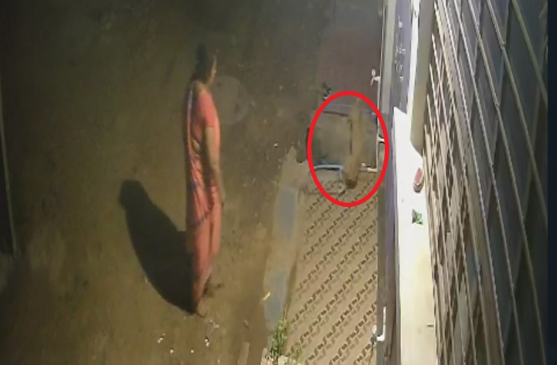 महिला ने खुलेआम कुत्ते के साथ किया ऐसा काम, देर रात चुपके से निकली थी घर से, जानकर हो जाएंगे शर्मसार, लीक हुआ वीडियो