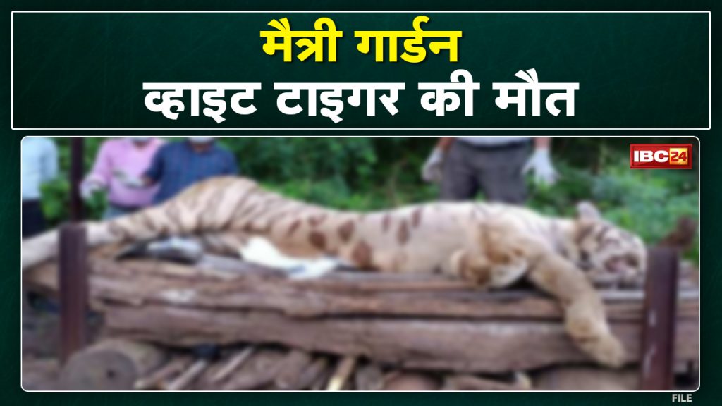 White Tiger Dies in Maitri Bagh: White Tiger Dies in Maitri Bagh. Forest Department performed the last rites