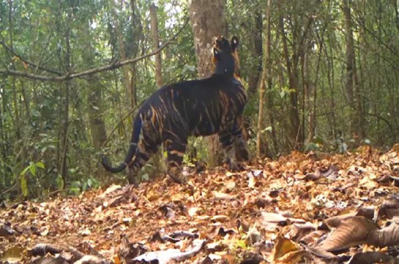 क्या कभी देखा है ‘काला बाघ’, यहां के राष्ट्रीय उद्यान में देखा गया स्टंट करते