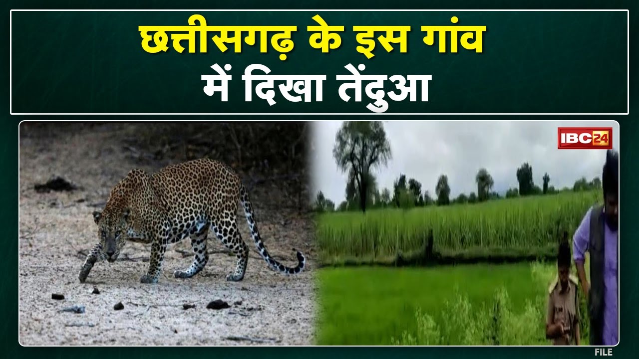 Leopard : लोरमी के तेलीखाम्ही गांव म देखे गिस तेंदुआ | पगमार्क के आधार म वन विभाग करत हे खोजबीन…