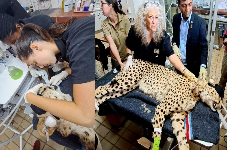 medical examination of cheetahs