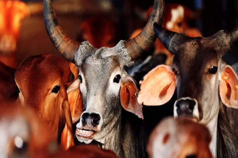 Agriculture Tax: अब गाय-भेड़ के डकारने पर भी देना होगा टैक्स! सरकार ने लिया चौंकाने वाला फैसला