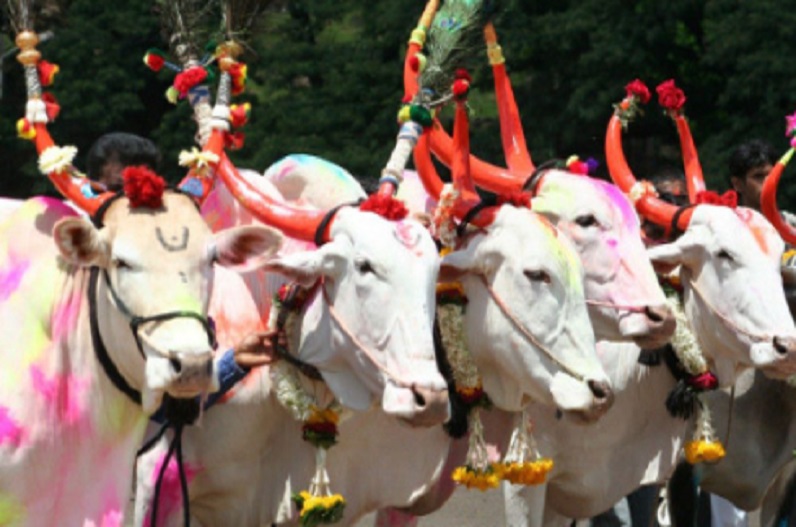  Traditional Festival of Farmers Pola