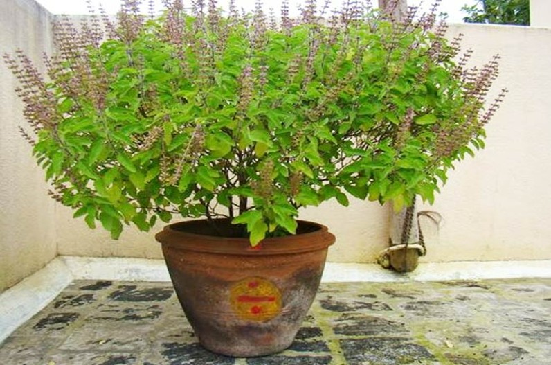 Benefits of eating Tulsi leaves