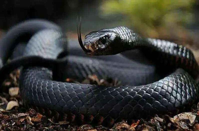 तहसीलदार के चेंबर में घुसा ब्लैक कोबरा, मचा हड़कंप और फिर…