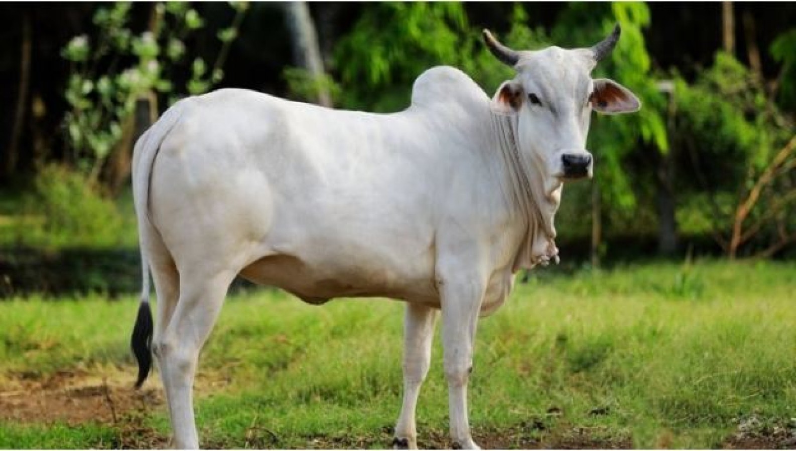 ज्योतिष शास्त्र के अनुसार, पितृ पक्ष में पंचबली का खास महत्व है। इसके लिए सबसे पहला भोजन गाय के लिए निकाला जाता है। जिसे गो बली के नाम से भी जाना जाता है।