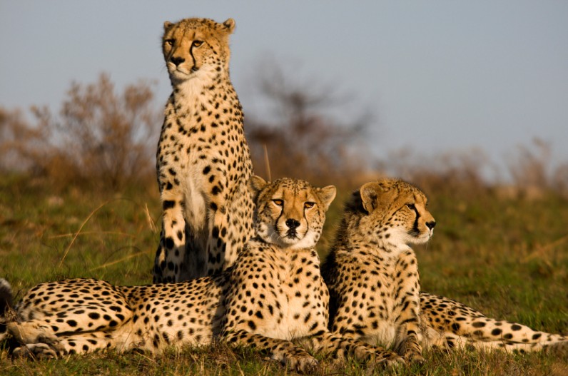 भारतीय वन विभाग ने लिया बड़ा फैसला, चीतों की देखभाल के लिए इस देश में होगी ट्रेनिंग