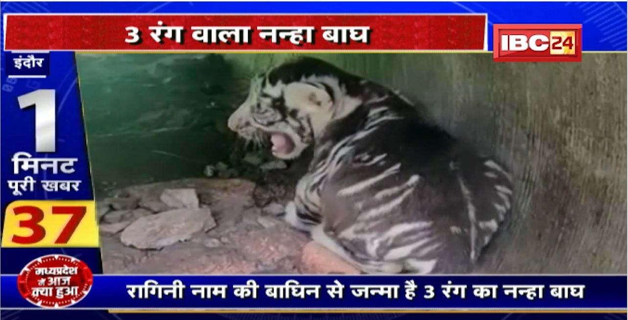 Indore Zoo : रागिनी नाम की बाघिन से जन्मा है 3 रंग का नन्हा बाघ। नन्हें बाघ ने सबसे मुश्किल 50 दिन का पड़ाव पार किया