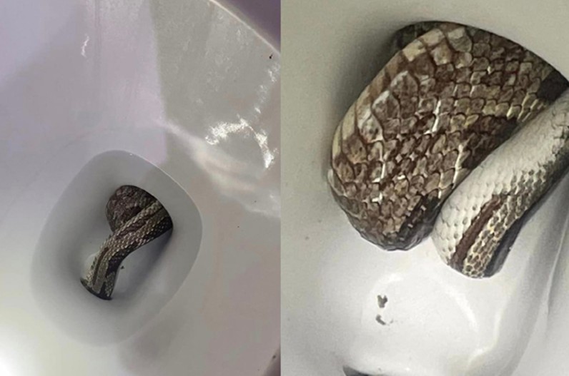 घर के अंदर कमोड से निकला सांप, देखकर उड़े होश, तस्वीरें वायरल