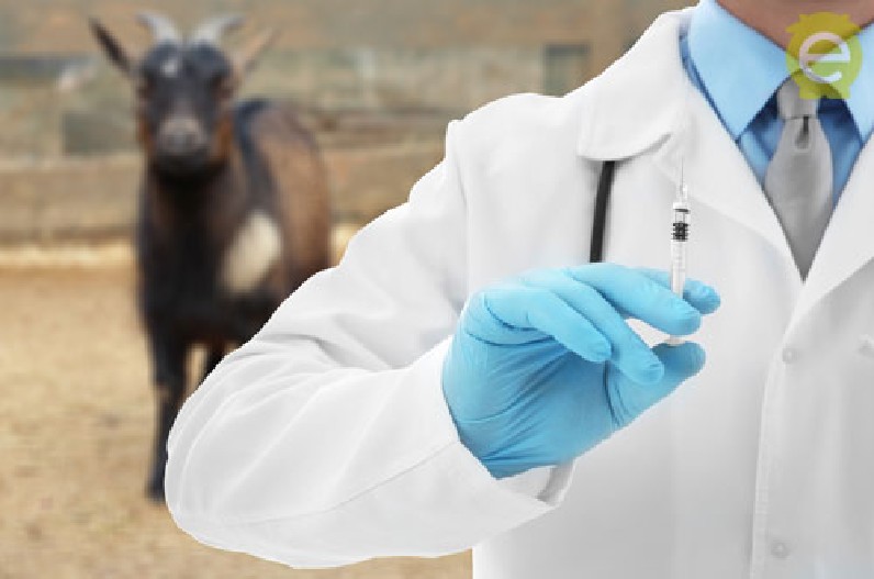 गांव में फैली बीमारी…बंद पड़े अस्पताल, डॉक्टर खोजते-खोजते ही चली जाती है मवेशियों की जान