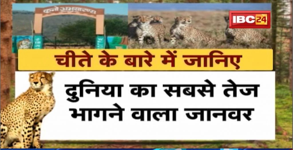 8 cheetahs reached Gwalior by special aircraft