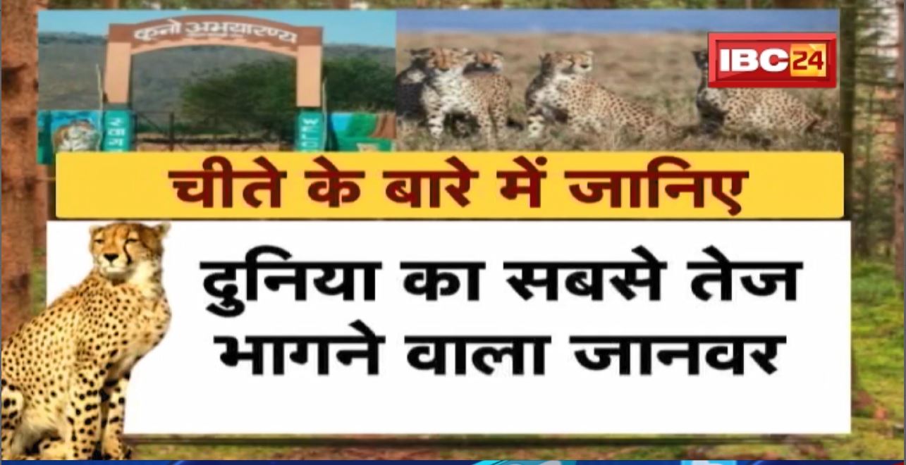 Kuno Natonal Park में चीतों का दीदार…कुछ पल का इंतजार | Special Aircraft से Gwalior पहुंचे 8 चीते