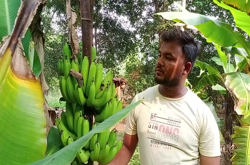 Agriculture student did banana cultivation