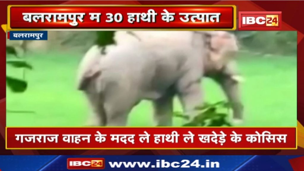 Balrampur Elephant Attack : 30 elephant ruckus in Rajpur range | This damage caused the crops of paddy and maize.