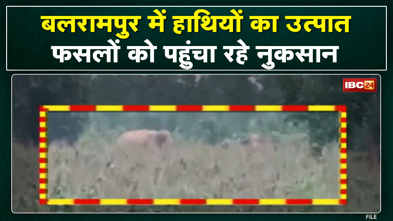 Balrampur Elephant Attack : हाथियों का उत्पात | मक्के और धान की फसल को पहुंचाया नुकसान…