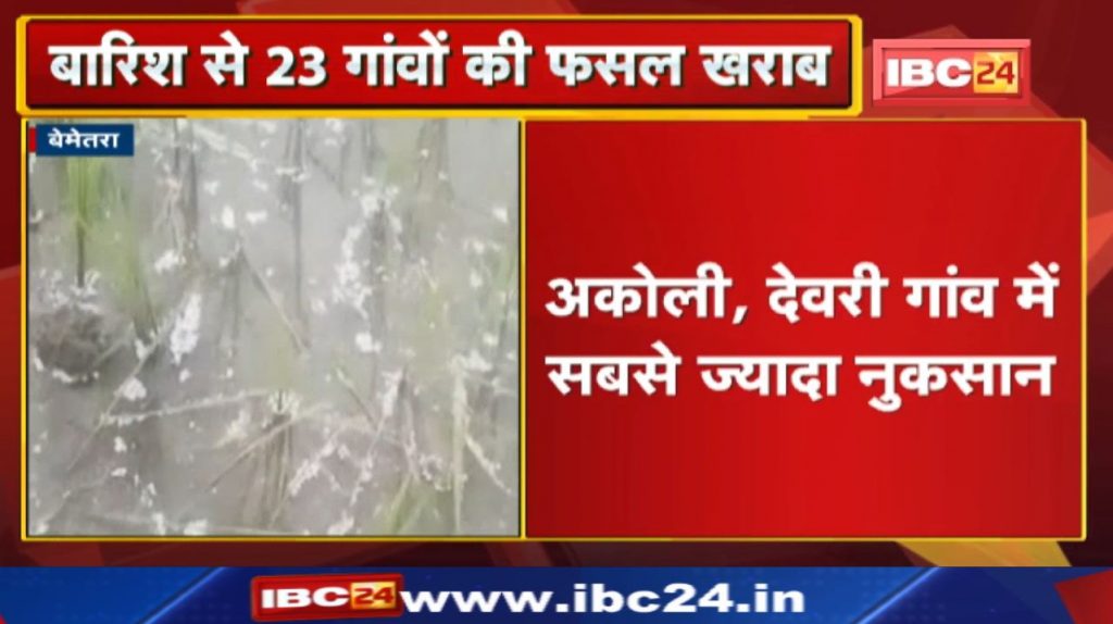 Bemetara News: The crops of 23 villages were damaged due to rain. Most damage in Akoli, Deori village...