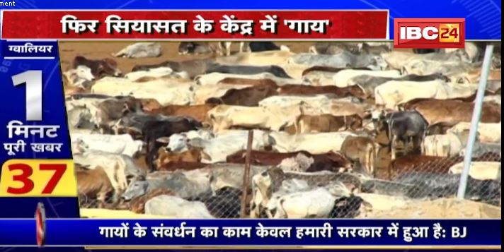 फिर सियासत के केंद्र में ‘गाय’। प्रदेश में सियासी बयानबाजी जारी