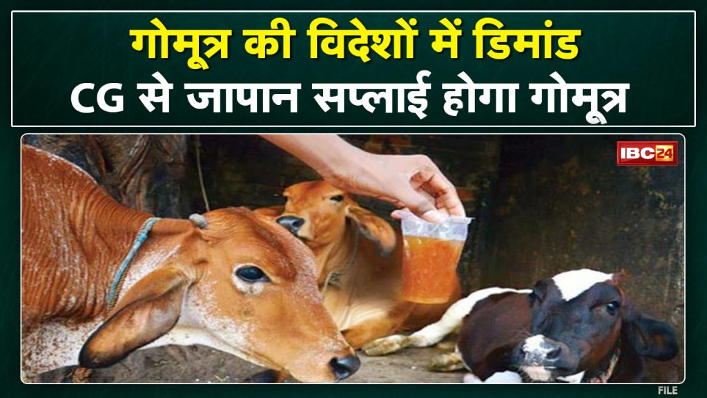 Cow urine will be supplied from Chhattisgarh to Japan