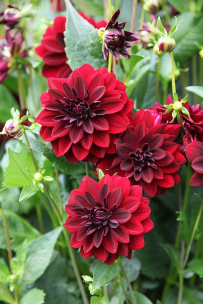 डहेलिया- डहेलिया भी एक बेहद सुंदर और सजावटी फूलदार पौधा है, जिसे बीज, कटिंग या ट्यूबर की मदद से उगा सकते हैं। डहेलिया के बेबी प्लांट्स खरीदने का फायदा ये भी है कि इनकी कटिंग-ग्राफ्टिंग और सही केयर करके अपने मुताबिक तैयार कर सकते हैं।