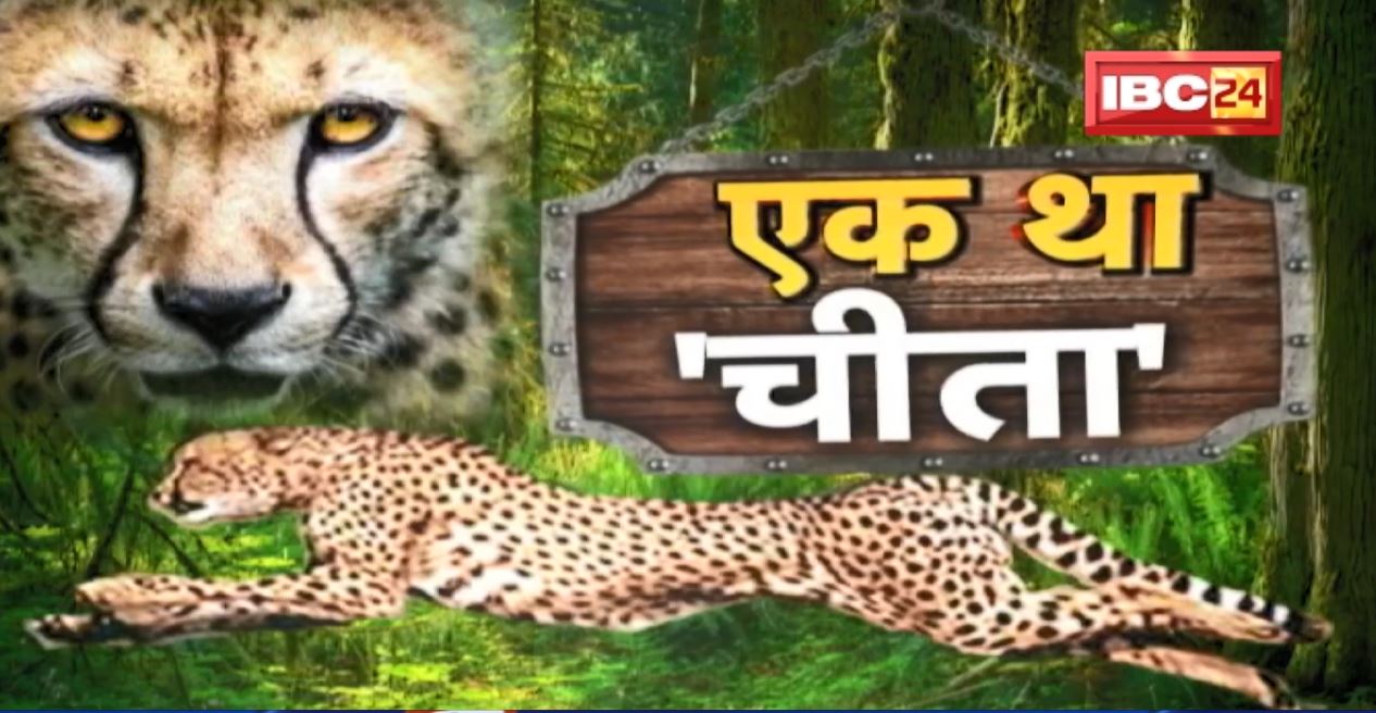 Ek Tha Cheetah : 1952 में देश से चीते विलुप्त घोषित | फिर चीतों से गुलजार होगा जंगल | देखिए पूरी Report