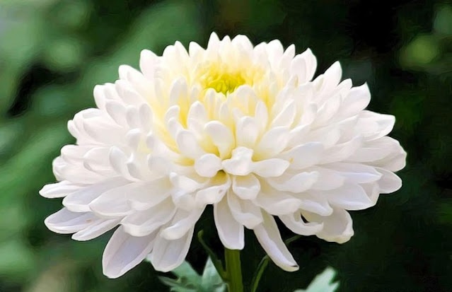 गुलदाउदी- सर्दियों के मौसम की शान गुलदाउदी का पौधा भी आपके खाली गार्डन में चार-चांद लगा सकते हैं। इससे घर आंगन महकता ही है, साथ ही इसके फूल कम केयर में ही खिलखिलाकर आकर्षण का केंद्र बन जाते हैं। गुलदाउदी को लगाने के लिये इसकी कटिंग का इस्तेमाल करें, जिसे गमले में लगाने के 20 दिन बाद ही फूल निकलने लग जाते हैं। सर्दियों में नमी और हल्की धूप के बीच इन फूलों को बालकनी या टेरेस गार्डन में लगा सकते हैं।