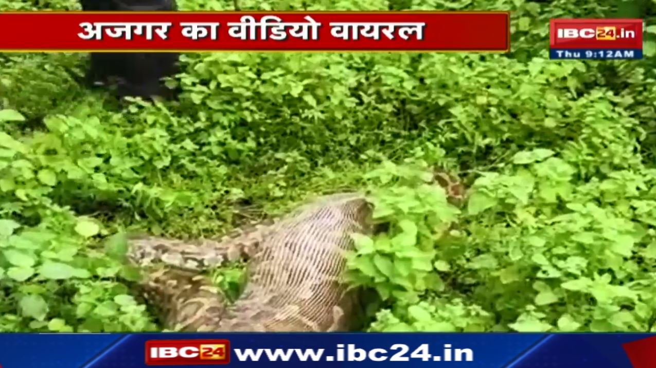 Shocking : बकरी को निगल गया अजगर | ग्रामीणों में दहशत, वन विभाग ने जंगल में छोड़ा
