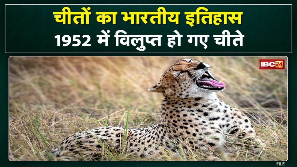 History of Cheetahs: Cheetahs were declared extinct in the country in 1952.