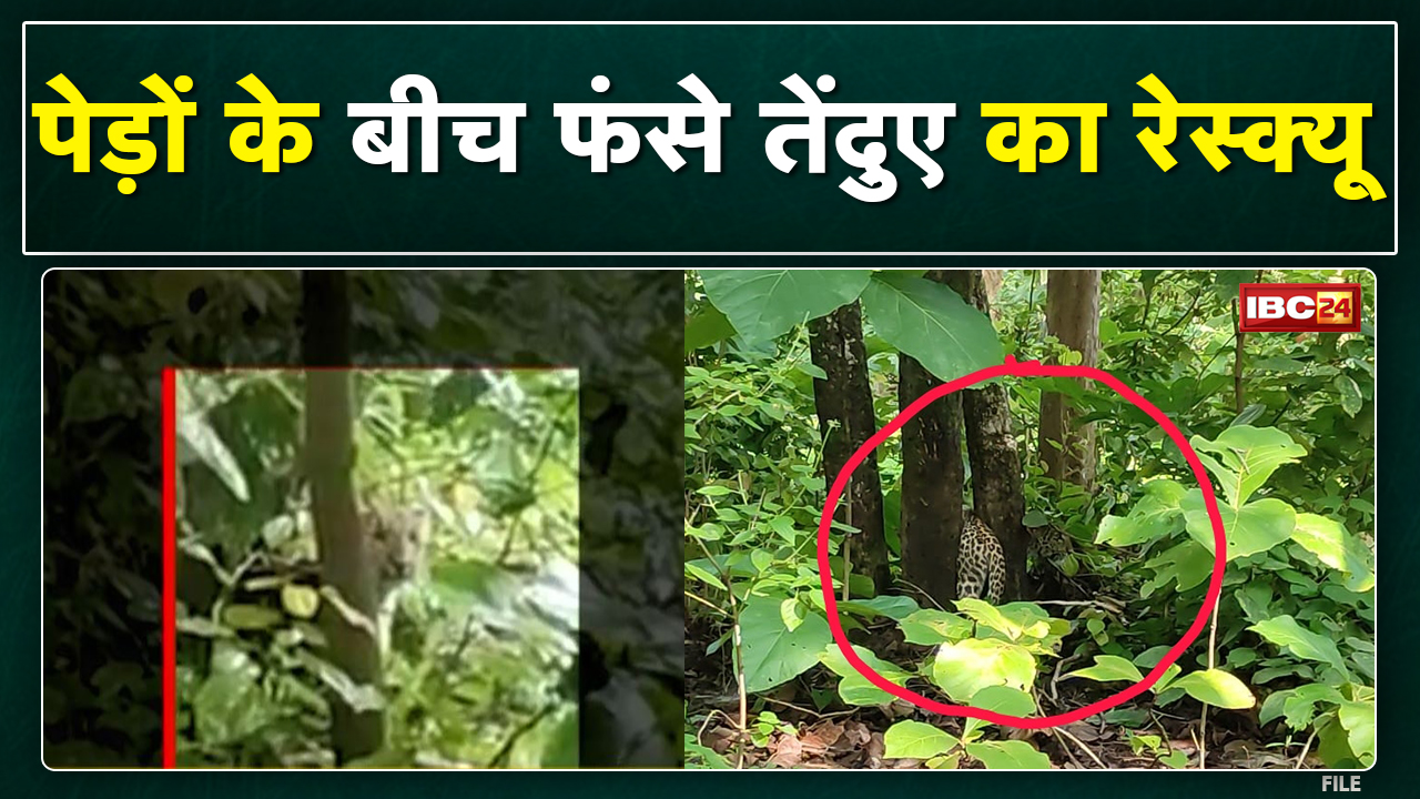 Leopard in Amla Range Betul : दो पेड़ो के बीच फंसा तेंदुआ | STR ने रेस्क्यू कर वन विहार भेजा…