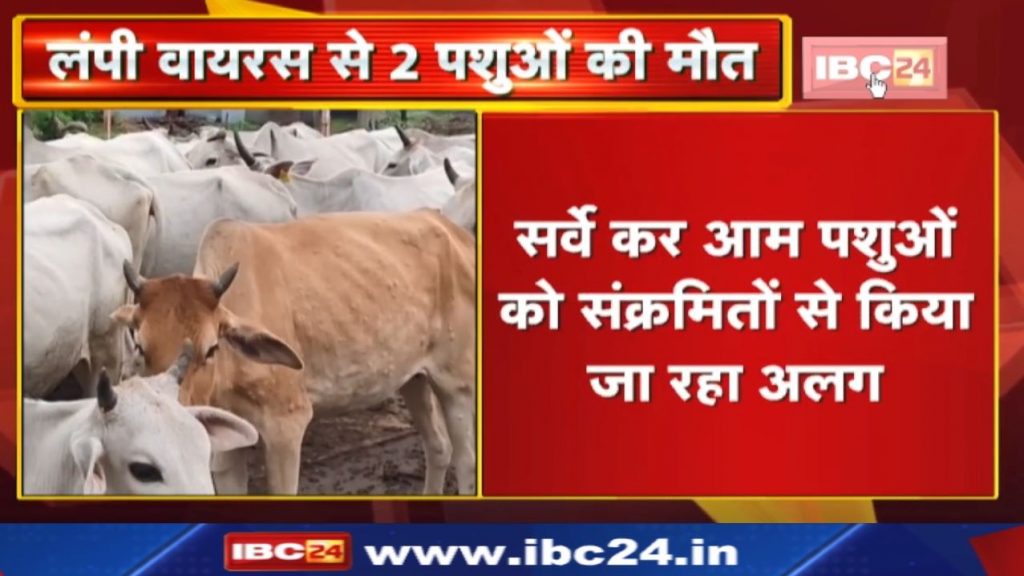 Lumpy's infection reached 26 villages