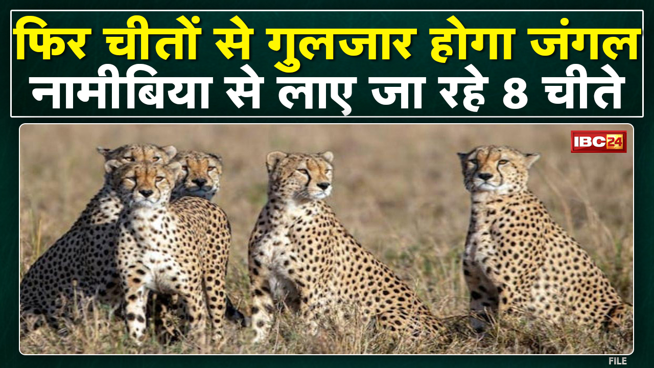 Namibia Cheetah in India : Koriya District में थे 3 आखिरी चीते | जिसके बाद विलुप्त हुई ‘रफ्तार’