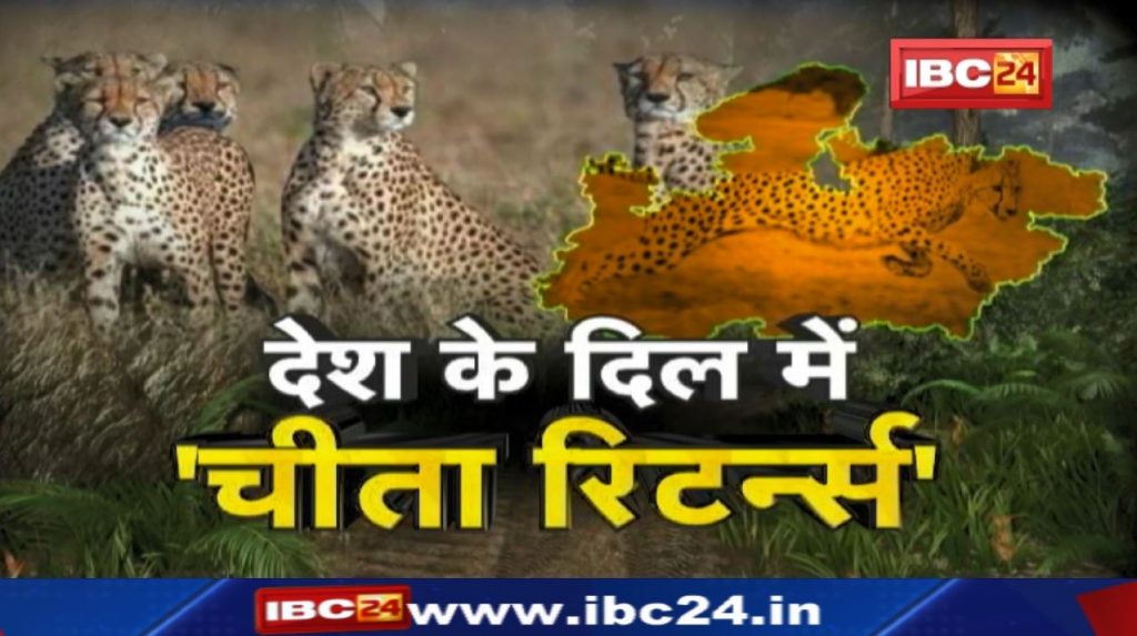Namibian cheetahs to be brought to Kuno National Park