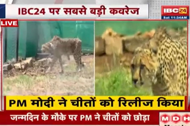 Madhya Pradesh becomes Cheetah State