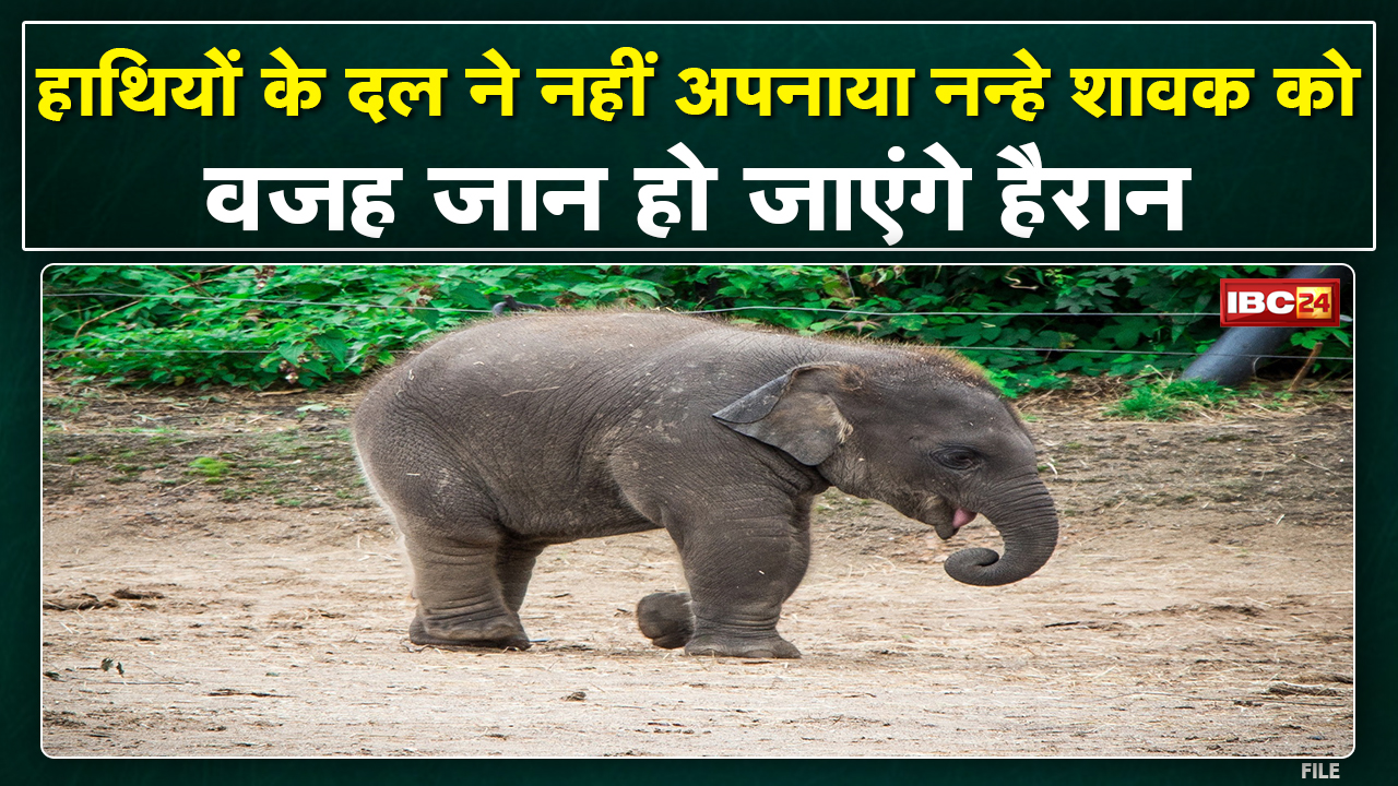 Pathalgaon News: बिछड़े नन्हे शावक को हाथियों के दल ने नहीं किया स्वीकार | वजह जानकर रह जाएंगे हैरान