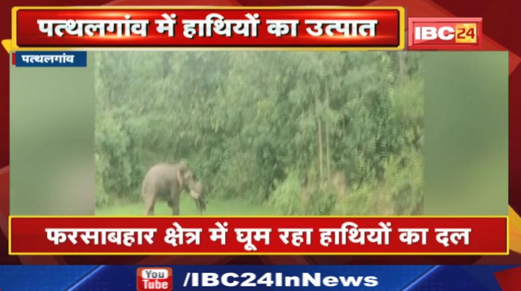 Pathalgaon Elephant Attack A group of elephants roaming in the Farsabahar area. Alert issued in these 40 villages