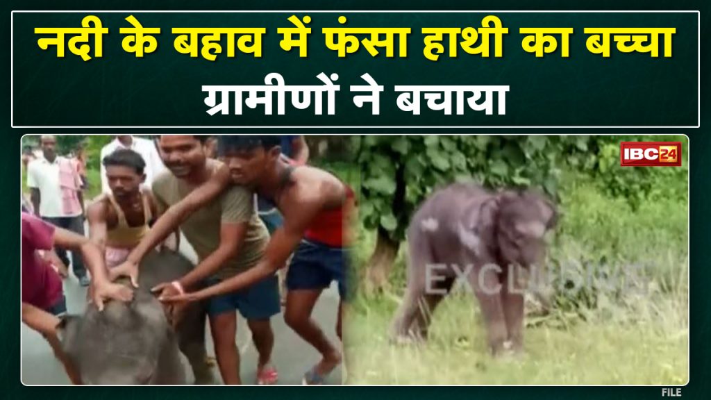 Pathalgaon News Elephant baby separated from the team while crossing the river
