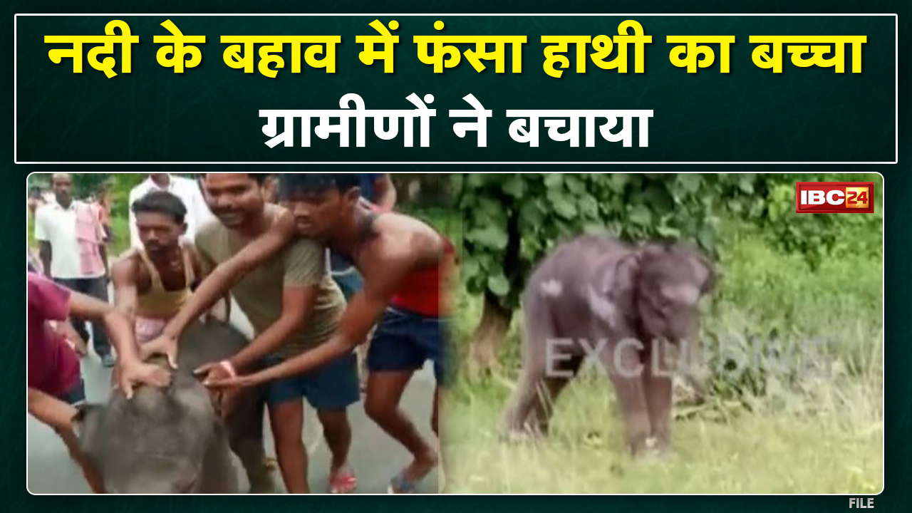 Pathalgaon News : नदी पार करते हुए दल से बिछड़ा हाथी का बच्चा | तेज बहाव से ग्रामीणों ने बचाया…