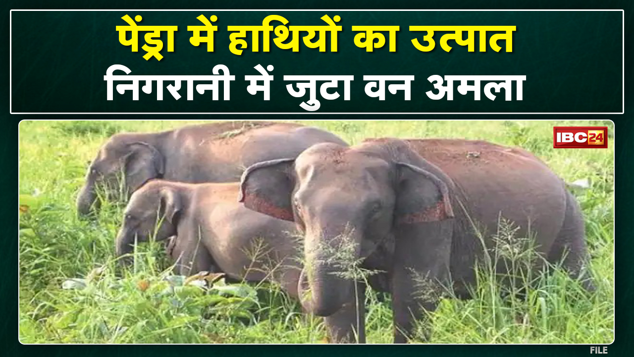 Pendra Elephant Attack : अचानकमार टाइगर रिजर्व से पहुंचे हाथियों ने मकान तोड़ा, फसलों को किया नुकसान