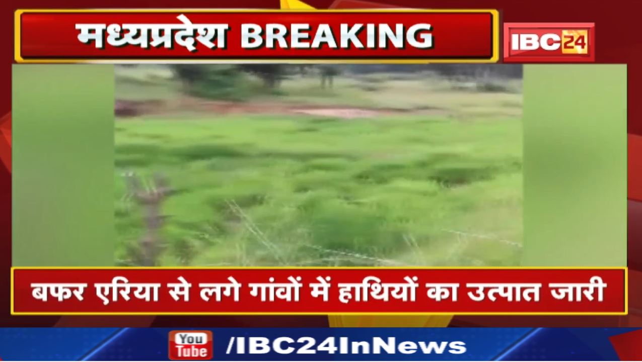 Shahdol Elephant Attack : मचान में सो रहे ग्रामीण को हाथियों ने घेरा | जानिए फिर क्या हुआ आगे…