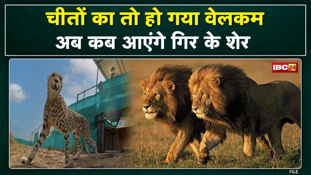 The cheetahs have come but when will the lions come from the Gir Forest