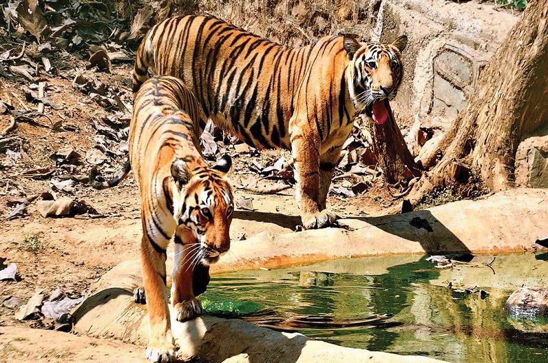Tigers will be brought from Madhya Pradesh