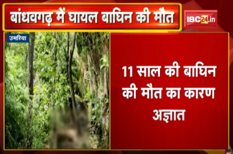 बांधवगढ़ टाइगर रिजर्व में बाघिन की मौत, पोस्टमार्टम से खुलेगा मौत का राज